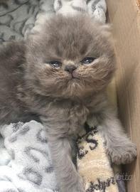 Gatti Persiani Cuccioli