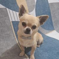 Chihuahua maschio per monta