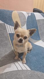 Chihuahua maschio per monta
