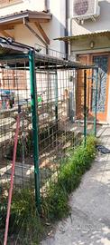 Gabbia Box Kennel Grande 