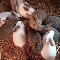 Coppia di conigli fattrici