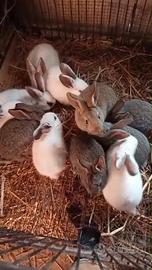 Coppia di conigli fattrici