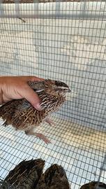 Pulcini e quaglie