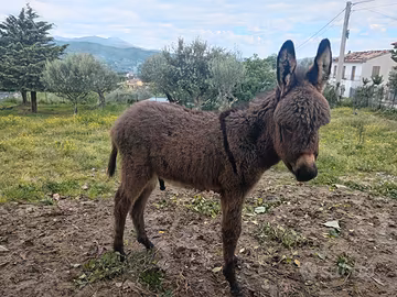 Puledro asino