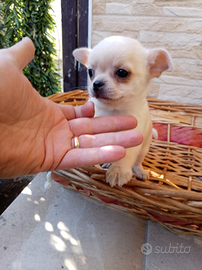 Cuccioli di Chihuahua
