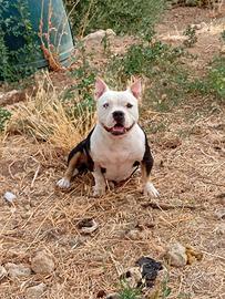 Femmina di American Bully