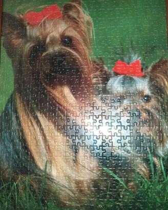 Quadro "Cani Yorkshire" - composizione puzzle