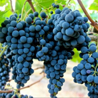 Vigneto nuovo meccanizzato