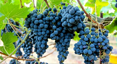 Vigneto nuovo meccanizzato