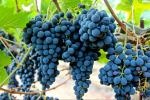 Vigneto nuovo meccanizzato