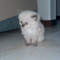 Gatti chinchilla
