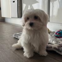 Maltese maschio