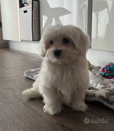 Maltese maschio
