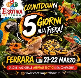 Ratti da compagnia doppio colore