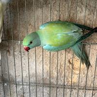 Parrocchetto dal collare