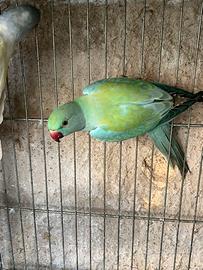 Parrocchetto dal collare