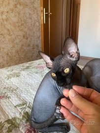 Sphynx canadese