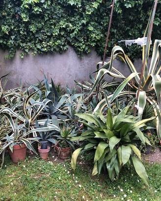 Agave
