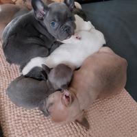 Cuccioli Bulldog francese esotico