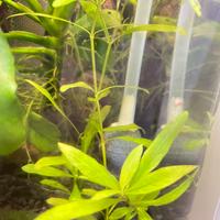 Hygrophila polysperma