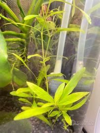 Hygrophila polysperma