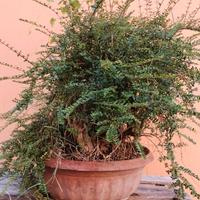 Bonsai