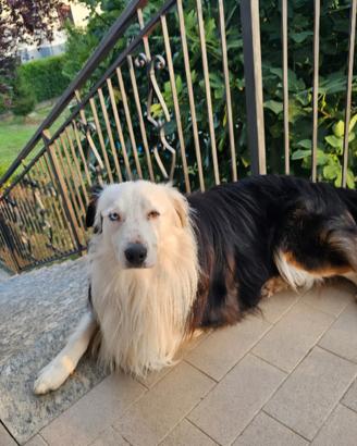 Pastore australiano Australian schepherd 4 anni