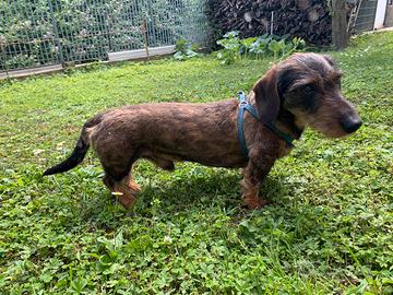 Bassotto Tedesco a pelo duro accoppiamento