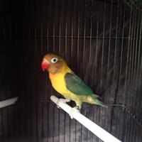 Inseparabile personata