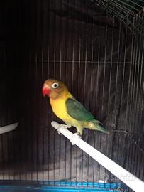 Inseparabile personata