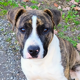 American Staffordshire Terrier