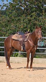 Cavallo