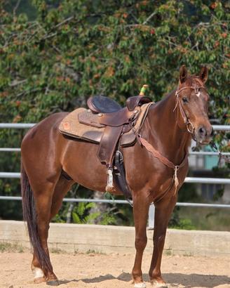 Cavallo