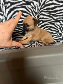 Chihuahua femmina crema con muso nero mini Toy