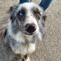 Border collie blue merle maschio