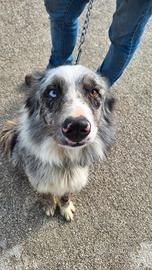 Border collie blue merle maschio