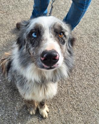 Border collie blue merle maschio