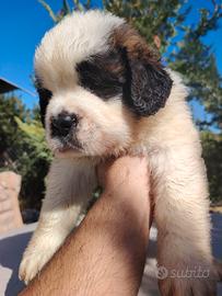 San Bernardo cuccioli pelo lungo con pedigree