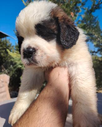 San Bernardo cuccioli pelo lungo con pedigree