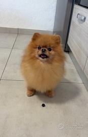 Volpino Pomerania Cucciola 12 mesi ORANGE