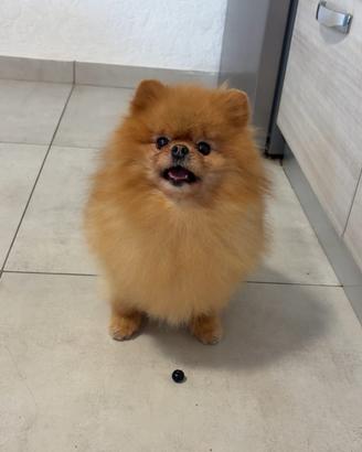 Volpino Pomerania Cucciola 12 mesi ORANGE