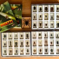 🪲 Collezione 45 Insetti Resinati + Tarantola