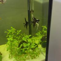 Scalari e porta spada