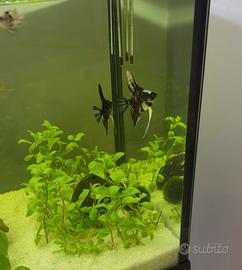 Scalari e porta spada