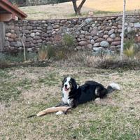 Bovaro X Maremanno disponibile monta
