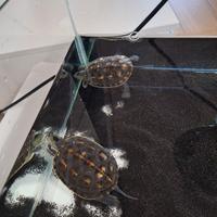 Tartarughine d'acqua