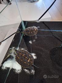 Tartarughine d'acqua