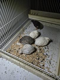 4 quaglie