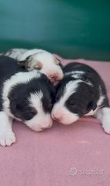 Australian shepherd cucciolata
