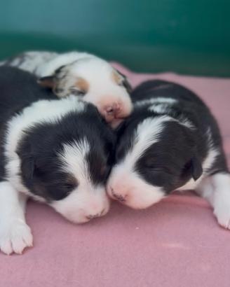 Australian shepherd cucciolata